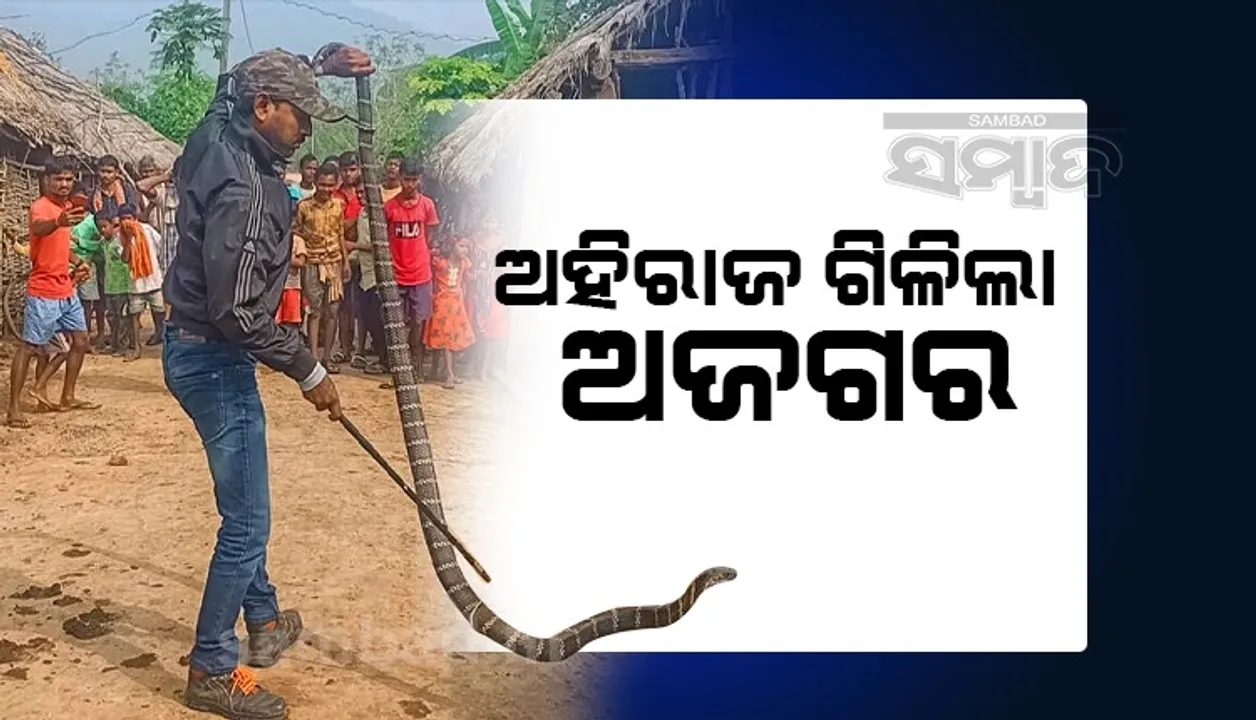  ୬ଫୁଟ ଲମ୍ବ ଅଜଗରକୁ ଗିଳିଦେଲା ୧୧ ଫୁଟିଆ ଅହିରାଜ