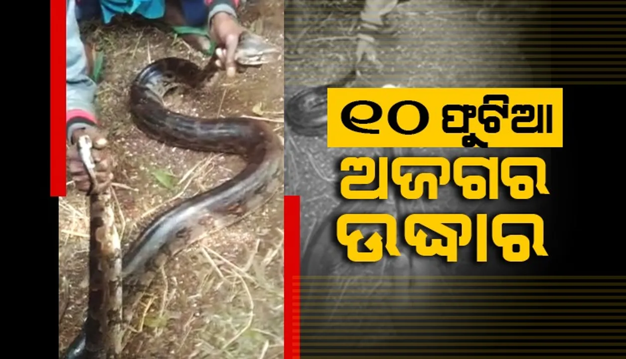  ଚାଷଜମିରୁ ଉଦ୍ଧାର ହେଲା ୧୦ ଫୁଟିଆ ଅଜଗର