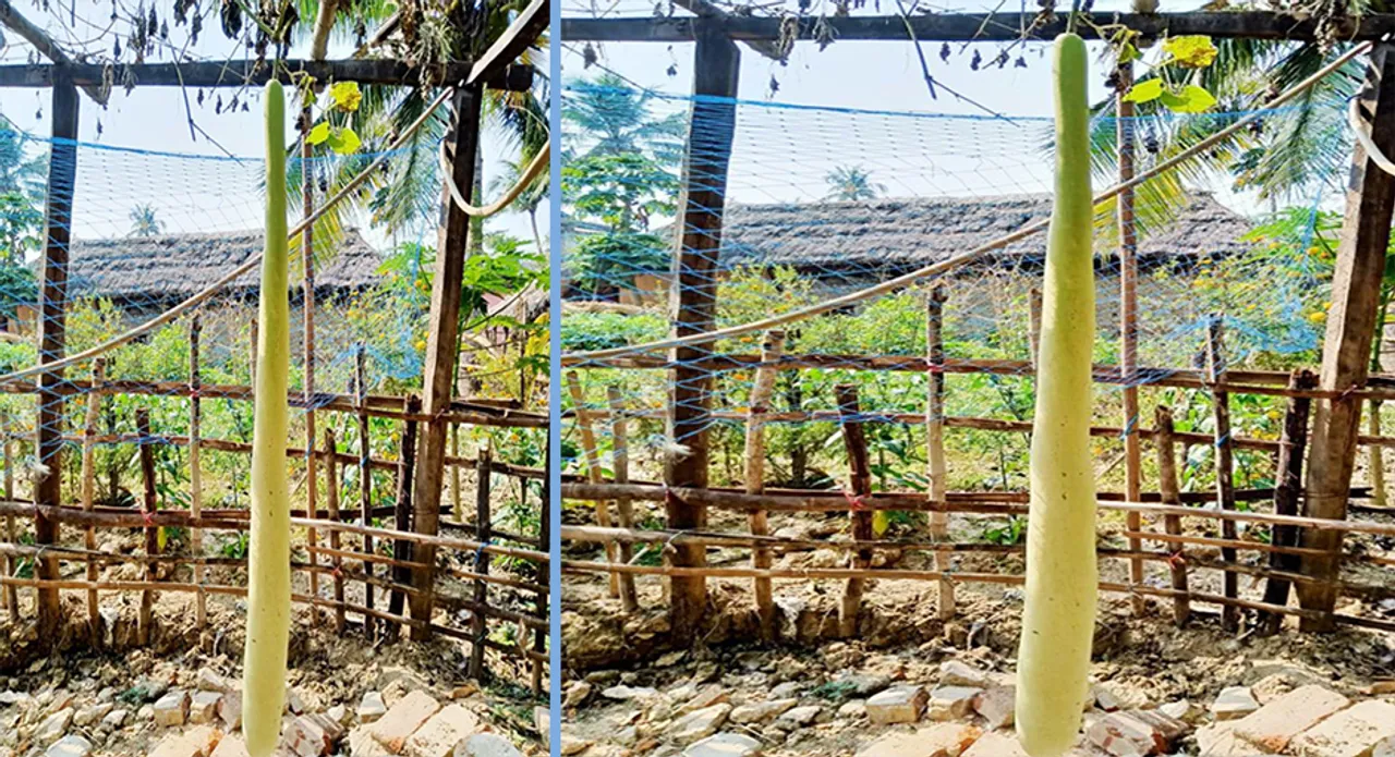  ଆନନ୍ଦପୁର: ଚାଷୀଙ୍କ ବାଡ଼ିରେ ଫଳିଛି ୯ ଫୁଟର ଲାଉ, ଦେଖିବାକୁ ଲୋକଙ୍କ ଗହଳି