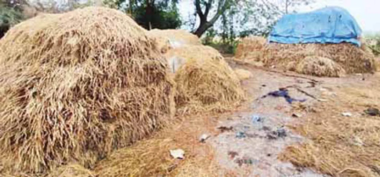  ଅଦିନିଆ ବର୍ଷା ଯୋଗୁଁ ଧାନକିଣା ବାଧାପ୍ରାପ୍ତ, ଦିନକରେ ସଂଗ୍ରହ ହେଉଛି ୨୦ ହଜାର କ୍ବିଣ୍ଟାଲ୍‌