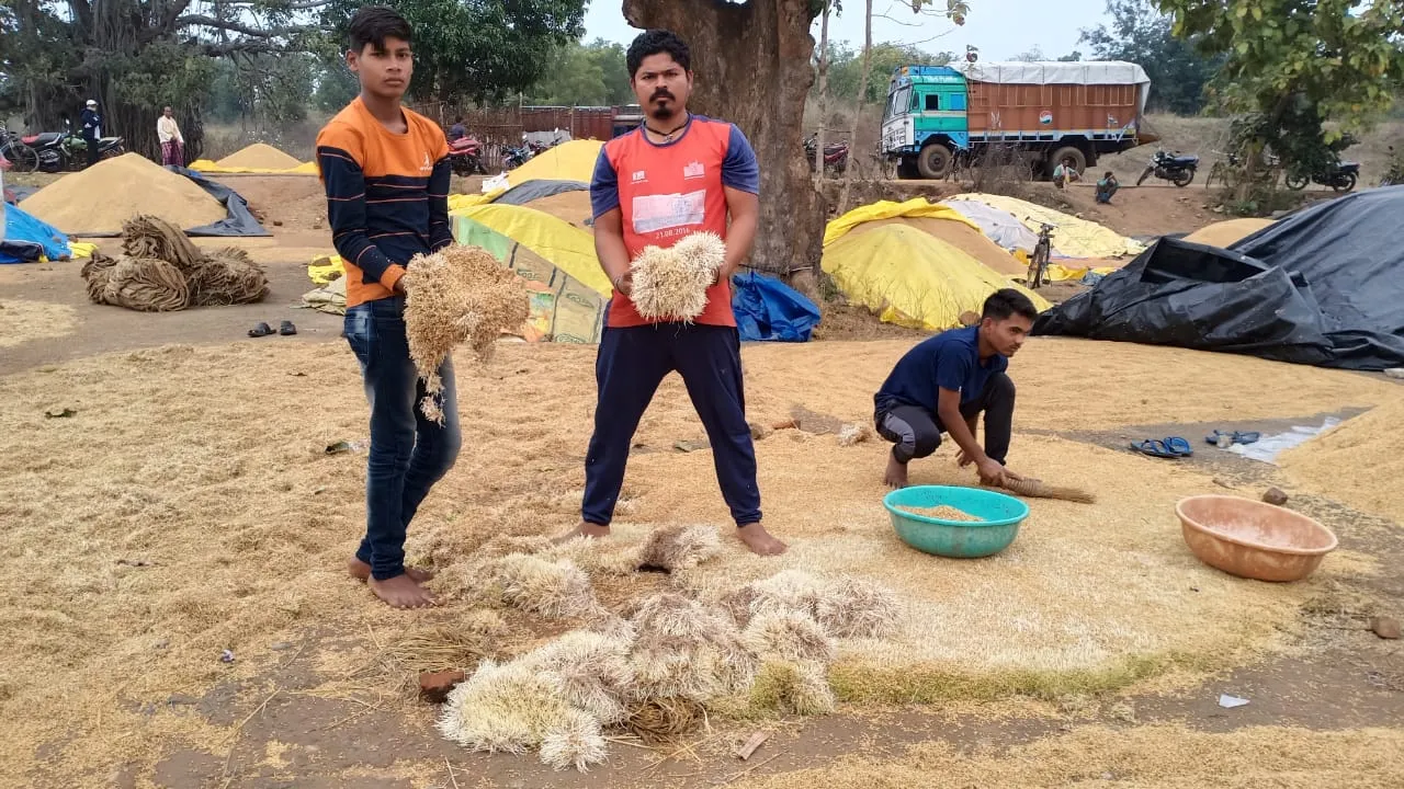  ବର୍ଷାରେ ଭିଜି ଗଜା ହେଲା ଧାନ, ଚିନ୍ତାରେ ଅନ୍ନଦାତା