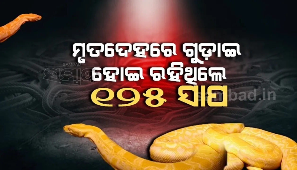  ବନ୍ଦ ଘରୁ ମିଳିଲା ଯୁବକଙ୍କ ମୃତଦେହ, ଗୁଡ଼ାଇ ହୋଇ ରହିଥିଲେ ୧୨୫ ସାପ