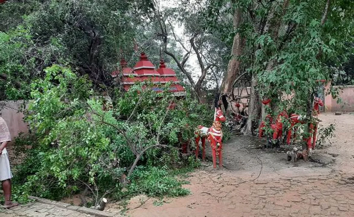  ଚୋରି କରିନେଲେ ୨୦ ଲକ୍ଷର ଚନ୍ଦନ ଗଛ