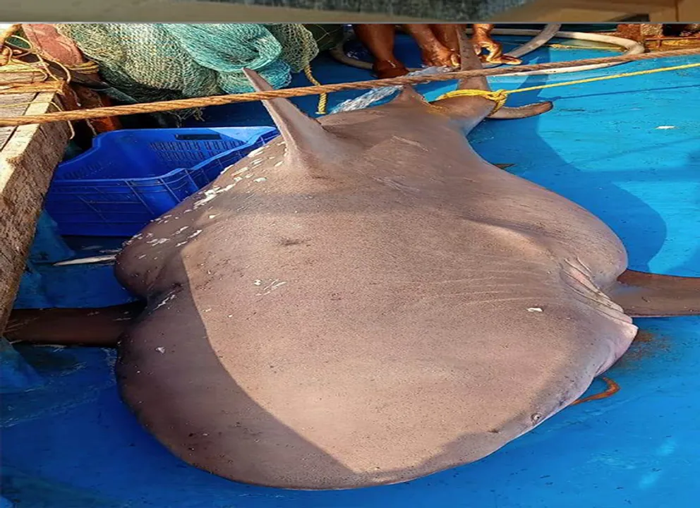  ଜାଲରେ ପଡ଼ିଲା ୯ ଫୁଟ୍‌ର ସାର୍କ 