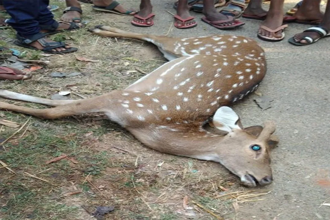  ମକୁନ୍ଦିଦାସପୁରରୁ ହରିଣ ଉଦ୍ଧାର