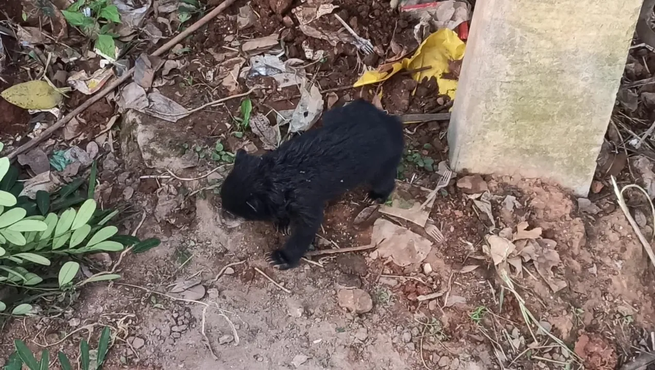  ଜନ୍ମ ହେବାର ୨ ମାସ ହେଲା ମା’କୁ ଅପେକ୍ଷା କରିଛି ଛୁଆ ଭାଲୁ, କଲଭର୍ଟରୁ ଉଦ୍ଧାର କଲା ବନ ବିଭାଗ