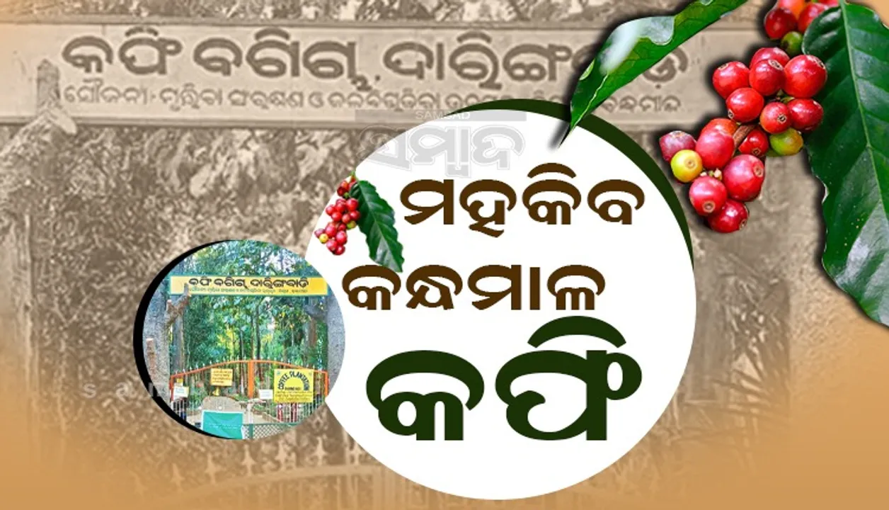 କନ୍ଧମାଳ ଜିଲ୍ଲାରେ ଲକ୍ଷେ ହେକ୍ଟର ଜମିରେ ହେବ କଫି ଚାଷ