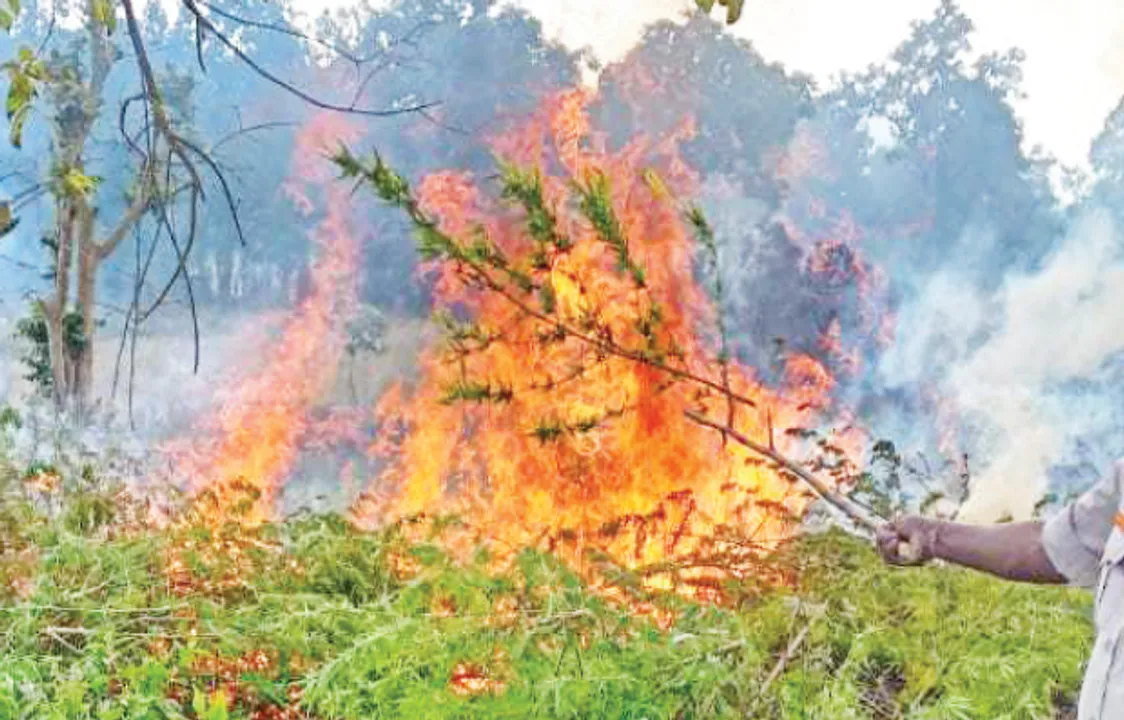  ୭ ମାଓ ଜିଲ୍ଲାରେ ଅବକାରୀ ବିଭାଗର କାର୍ଯ୍ୟାନୁଷ୍ଠାନ: ଡ୍ରୋନ୍‌ ଉଡ଼ାଇ ଗଞ୍ଜେଇ ଗଛ ଜାଳିଲେ