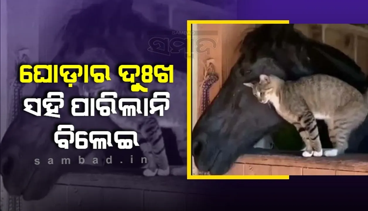  ଘୋଡ଼ା ଆଖିରୁ ଲୁହ ଝରି ଯାଉଥିବା ଦେଖି ସହି ପାରିଲା ନାହିଁ ବିଲେଇ