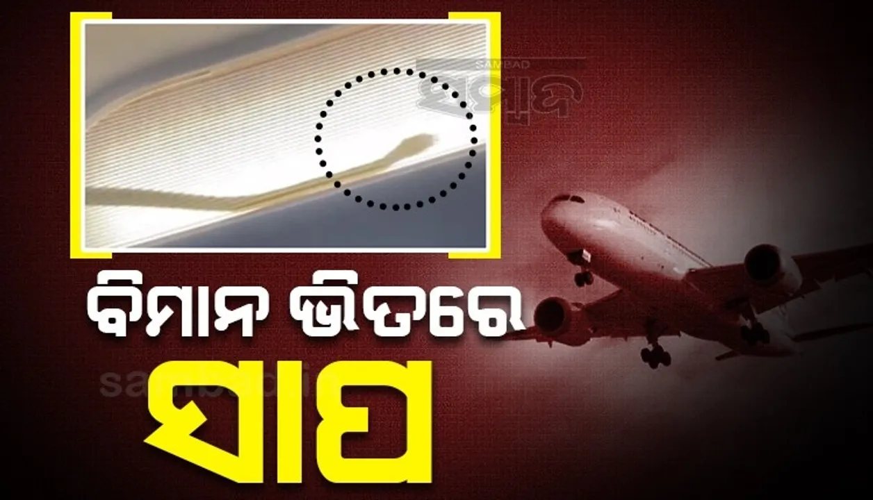  ମଝି ଆକାଶରେ ବିମାନ ଭିତରେ ହଠାତ ନଜର ଆସିଲା ସାପ, ପାଇଲଟଙ୍କ କ୍ୟାମେରାରେ କଏଦ ହେଲା ତା’ପରର ଦୃଶ୍ୟ