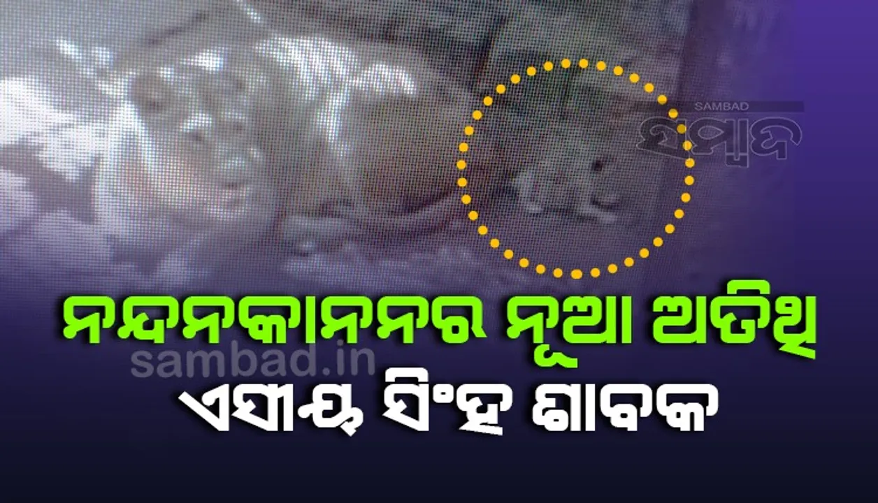  ନନ୍ଦନକାନନକୁ ଆସିଲା ନୂଆ ଅତିଥି, ଜନ୍ମନେଲା ଏସୀୟ ସିଂହ ଶାବକ