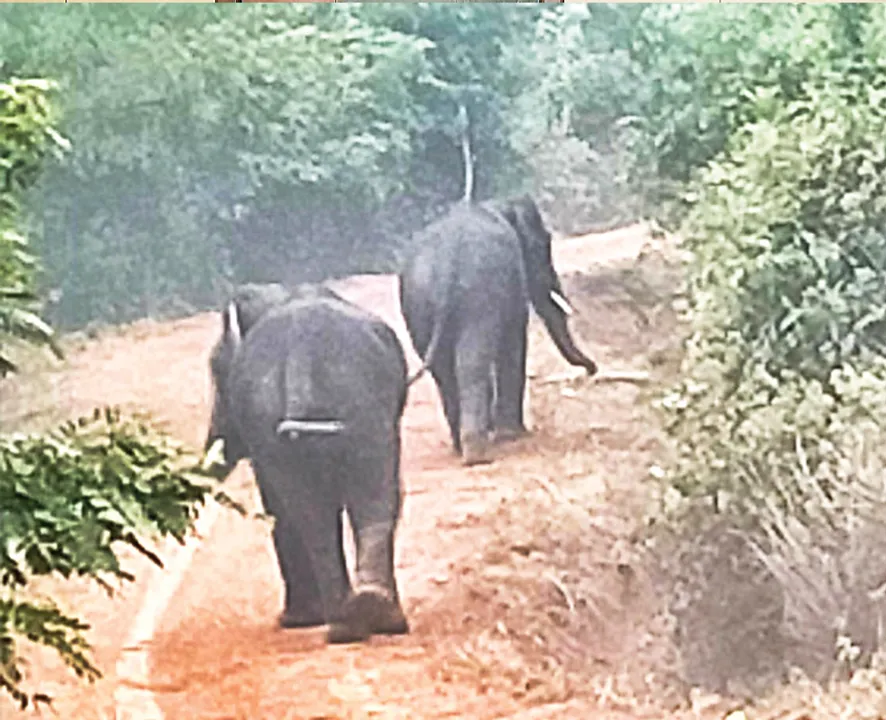  ନନ୍ଦନକାନନରେ ପୁଣି ପଶିଲେ ଜଙ୍ଗଲୀ ଦନ୍ତା