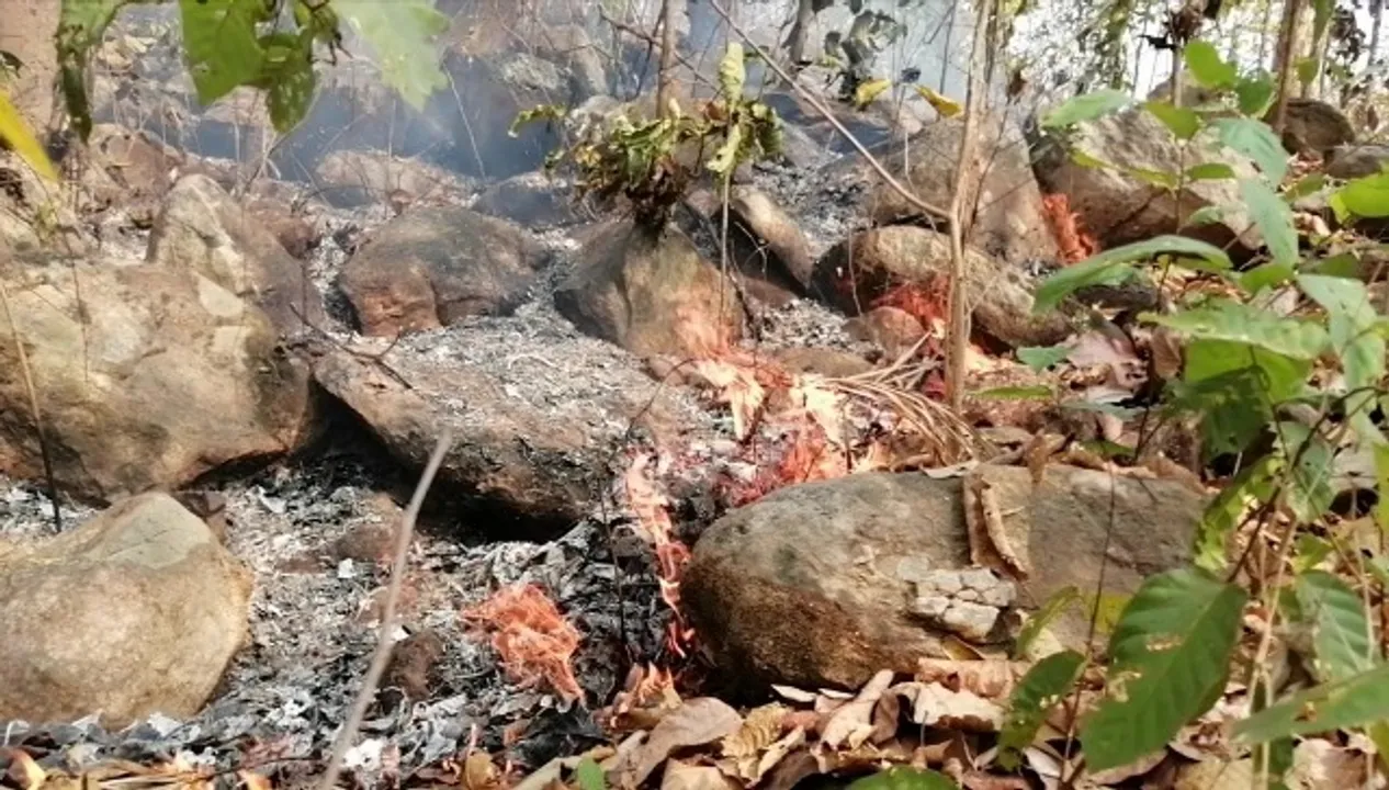  ଜଳୁଛି ମାଙ୍କଡଚୁଆ ସଂରକ୍ଷିତ ଜଙ୍ଗଲ, ସଂକଟରେ ବନ୍ୟଜନ୍ତୁ