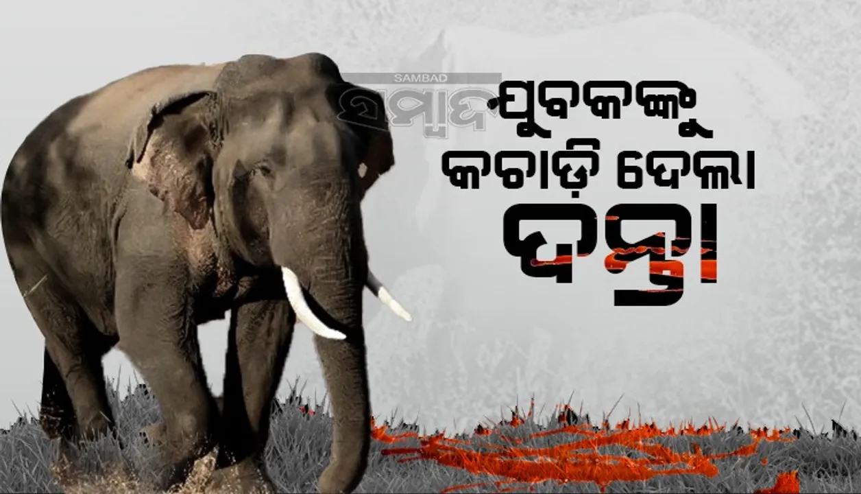  ଗାଈ ଖୋଜିବା ପାଇଁ ଜଙ୍ଗଲକୁ ଯାଇଥିଲେ ଯୁବକ, ଦନ୍ତା ହାବୁଡ଼ରେ ପଡ଼ି ପ୍ରାଣ ହାରିଲେ