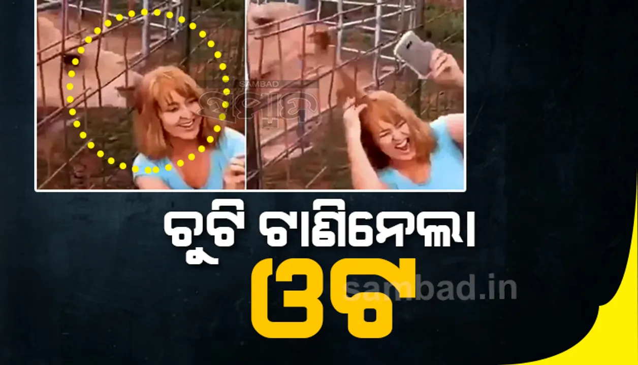  ଓଟ ସହ ସେଲଫି ନେଉଥିଲେ, ଭାଇରାଲ ଭିଡିଓରେ ଦେଖନ୍ତୁ କିଭଳି ଚୁଟିକୁ ଟାଣି ଖାଇଦେଲା ଓଟ