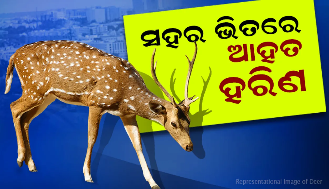  ସହର ଭିତରେ ହରିଣ: ରକ୍ତ ଜୁଡୁବୁଡୁ ଅବସ୍ଥାରେ ଉଦ୍ଧାର କଲା ପୁଲିସ
