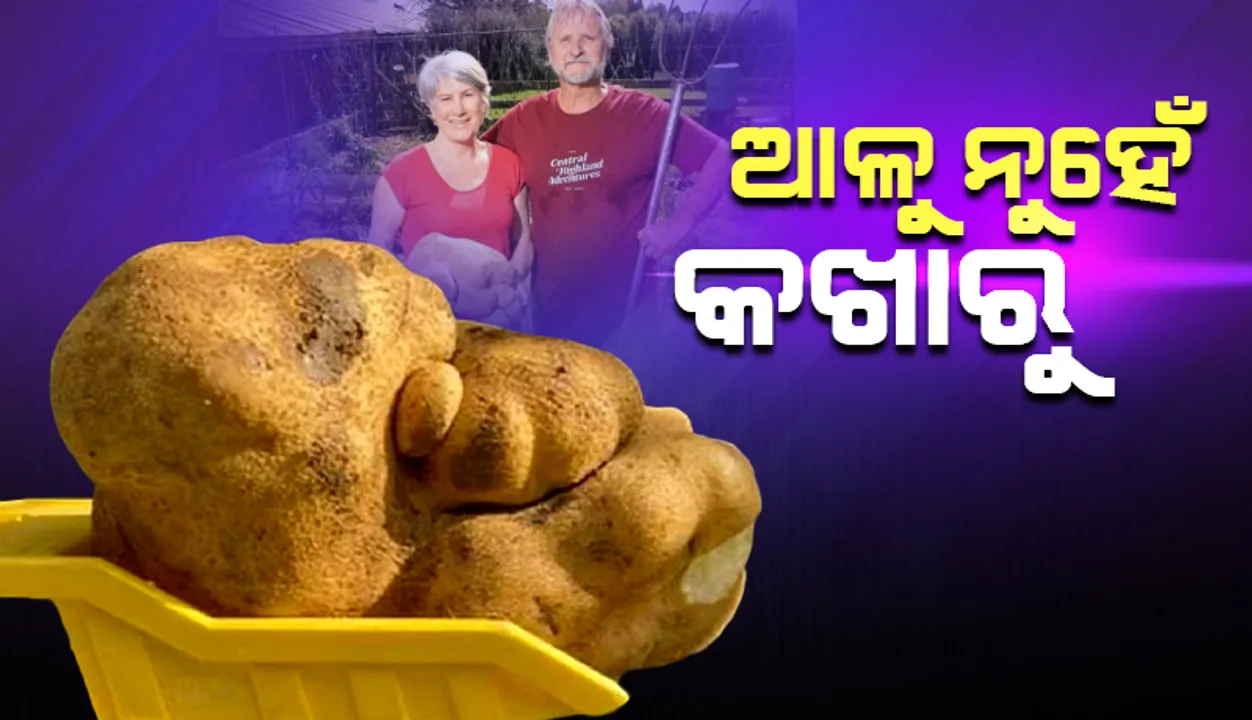  ଆଳୁ ନୁହେଁ ବୋଇତାଳୁ କହି ନିଉଜ୍‌ଲାଣ୍ଡ୍‌ ଦମ୍ପତିଙ୍କ ଆବେଦନ ଖାରଜ କରିଦେଲା ‘ଗିନିଜ୍‌ ୱାଲ୍‌ର୍ଡ ରେକଡସ୍’
