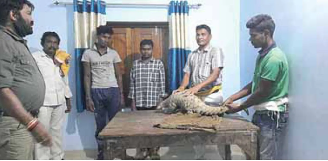  ସିନାପାଲି: ବଜ୍ରକାପ୍ତା ଉଦ୍ଧାର, ୩ ଗିରଫ