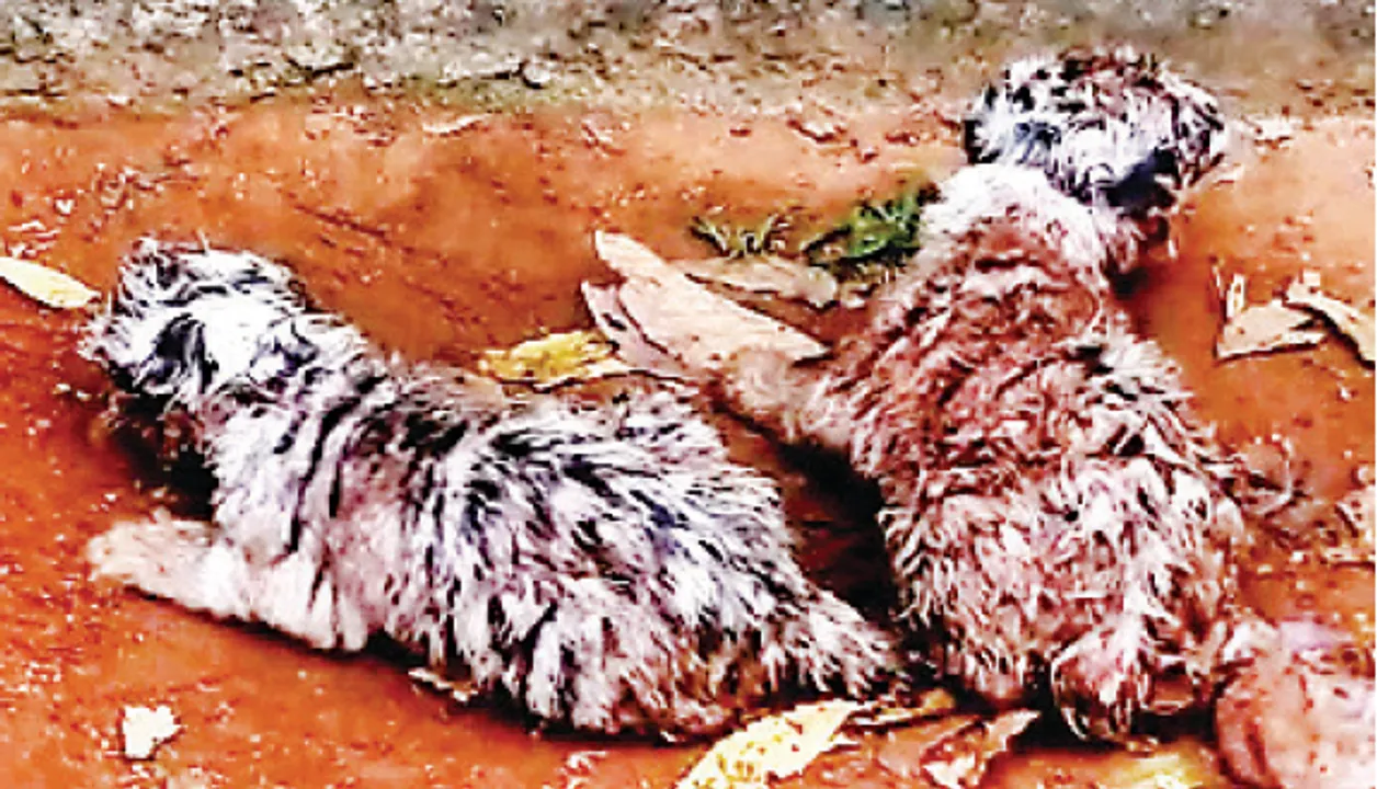  ମା’ ହେଲା ଧଳା ବାଘୁଣୀ ରୁପା