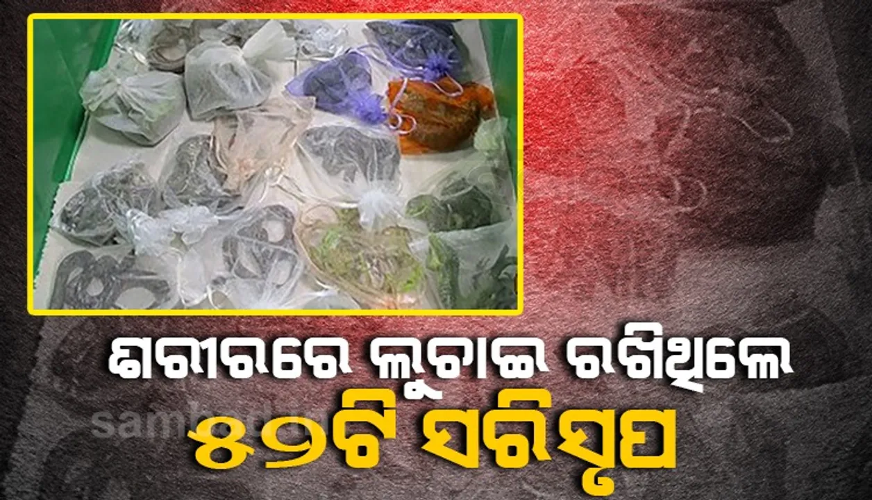  ଟ୍ରକ ଚାଳକ ଅନ୍ତଃବସ୍ତ୍ରରେ ଲୁଚାଇ ନେଉଥିଲେ ଜୀବନ୍ତ ସାପ ଓ ଝିଟିପିଟି