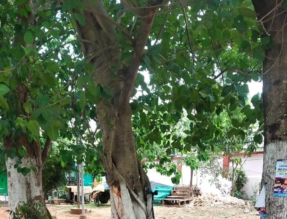  ରାଜଧାନୀରେ ଚାଞ୍ଚଲ୍ୟ: ଗଛରେ ବନ୍ଧା ହୋଇଛି ମୃତଦେହ, ପୁଲିସର ତଦନ୍ତ ଆରମ୍ଭ