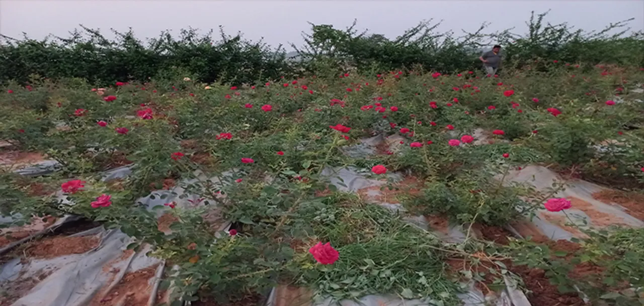  ଗୋଲାପ ଫୁଲ ଚାଷକରି ଲକ୍ଷପତି ଭରତ