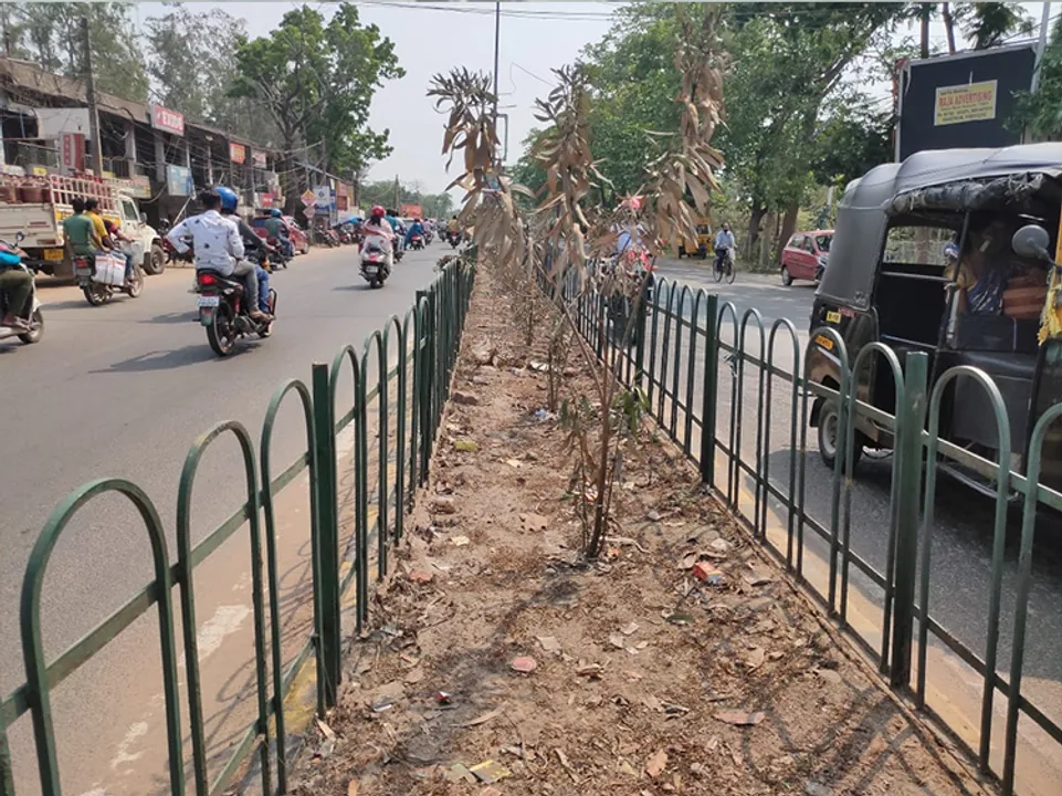  ସହର ସବୁଜିମା: ରକ୍ଷଣାବେକ୍ଷଣ ଅଭାବରୁ ଶତାଧିକ ଗଛ ନିଶ୍ଚିହ୍ନ