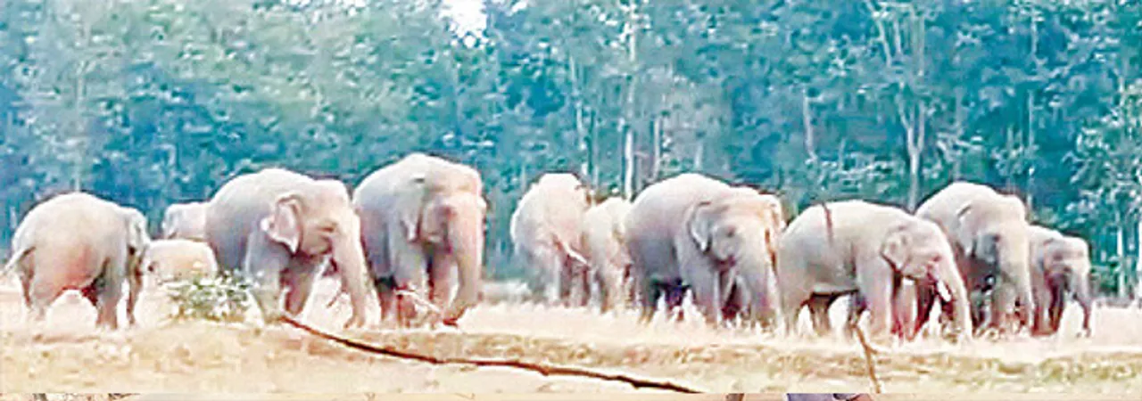  ବେତନଟୀ ରେଞ୍ଜକୁ ପଶିଲେ ୭୧ ଝାଡ଼ଖଣ୍ତୀ ହାତୀ