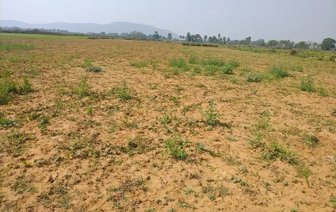  ଭୂଇଁରୁ ଉଠୁନି ପୋଟଳ ଲତା, ବଢ଼ୁଛି ବଜାର ଭାଉ, ଚାଷୀ ହତାଶ