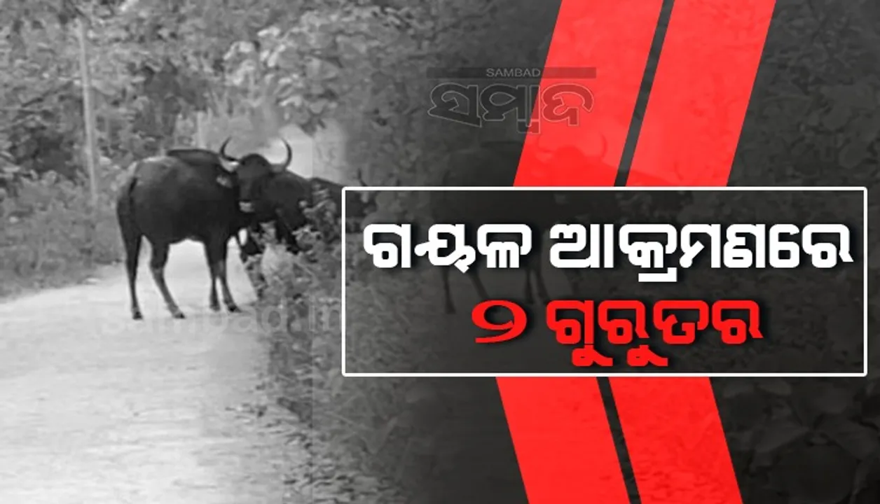  ଶିମିଳିପାଳ ଅଭୟାରଣ୍ୟରେ ନିଆଁ: ଗାଁମୁହାଁ ବନ୍ୟପ୍ରାଣୀ, ଗୟଳ ଆକ୍ରମଣରେ ଦୁଇ ଗୁରୁତର
