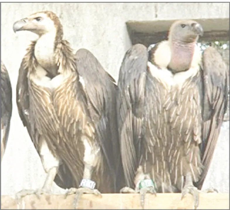  ନନ୍ଦନକାନନରେ ୪ ଶାଗୁଣା ସଂକ୍ରମିତ