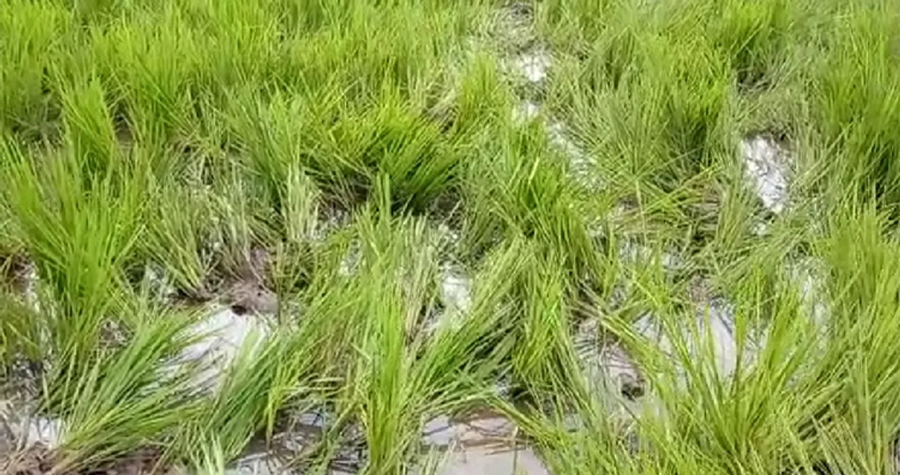 ହାତୀ ଉପଦ୍ରବ: ୫ ଏକର ଧାନ ଫସଲ ନଷ୍ଟ କଲେ