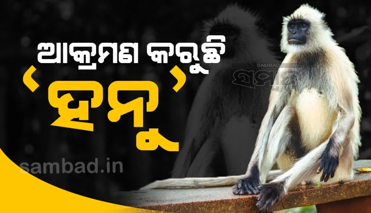  ଉତ୍ପାତ କରୁଛି ହନୁ; ୨ ଶିଶୁ ସମେତ ୨୦ ଜଣ ଆହତ, ‌ଗ୍ରାମବାସୀ ଭୟଭୀତ