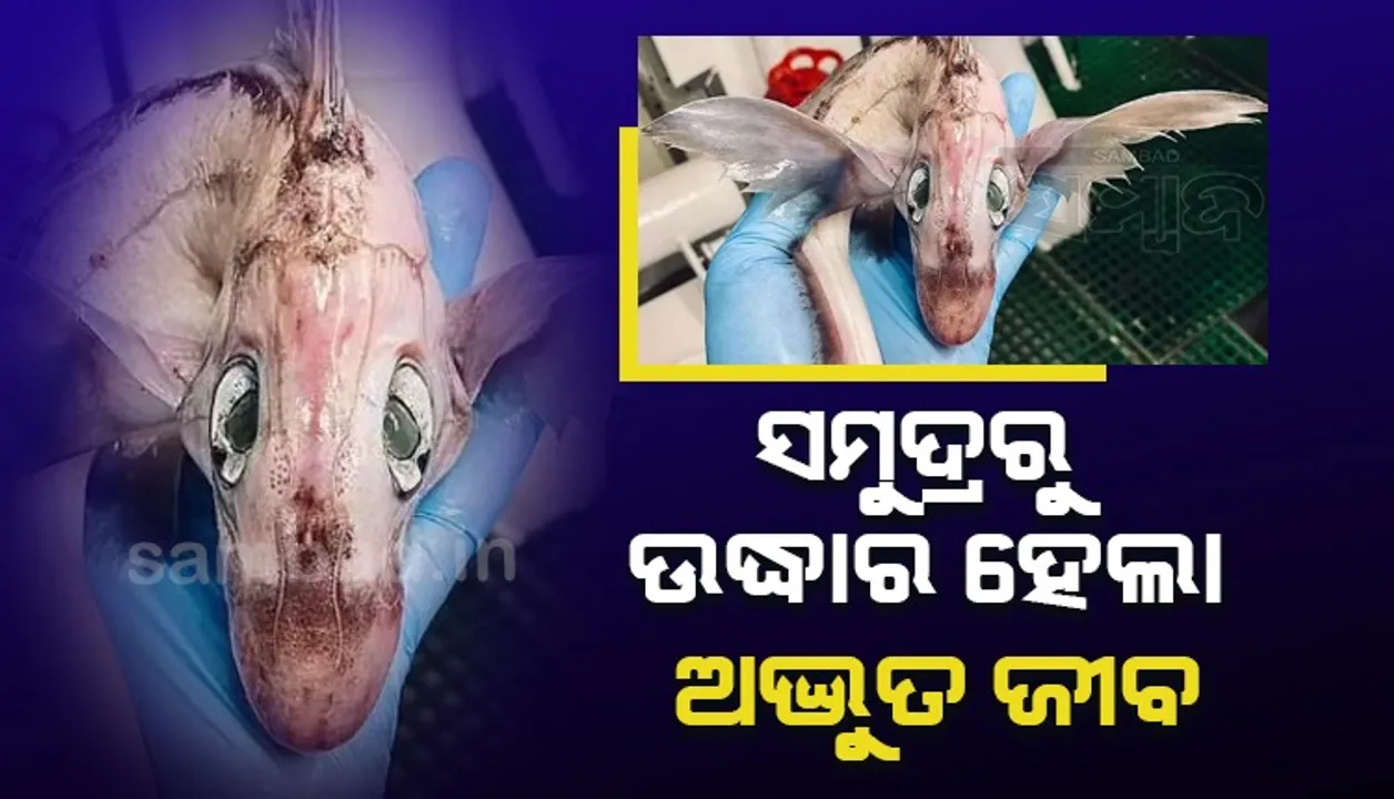  ମତ୍ସ୍ୟଜୀବୀଙ୍କ ହାତରେ ପଡ଼ିଲା ବିଚିତ୍ର ଜୀବ