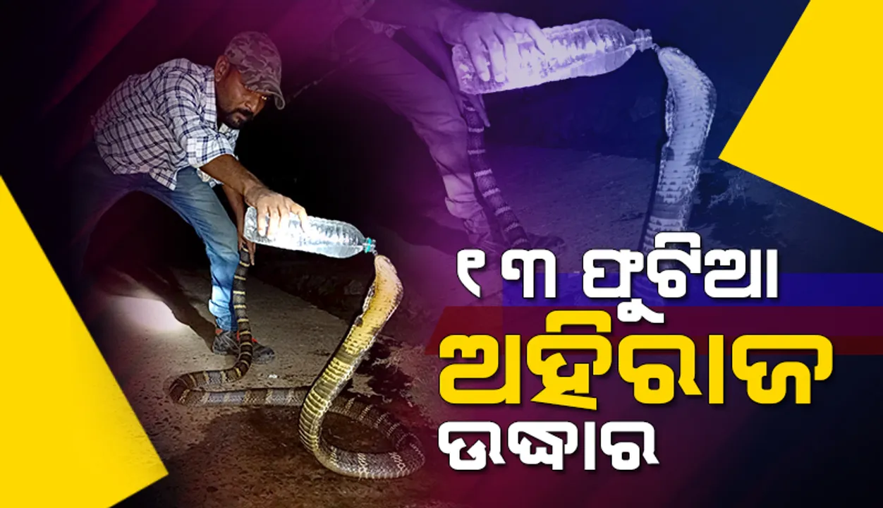  ଢମଣାକୁ ଗିଳିଦେବା ପରେ ଉଦ୍ଧାର ହେଲା ୧୩ ଫୁଟ୍‌ର ବିରାଟ ଅହିରାଜ