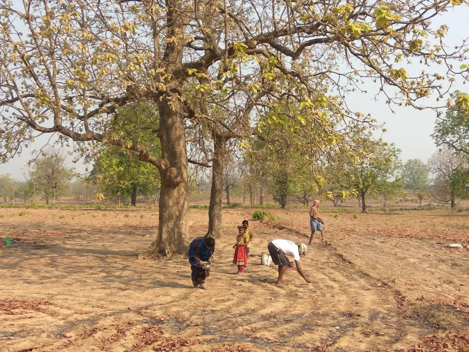  ଏବେ ମହୁଲ ବେଟାର ବେଳ : ଲୋକେ କାମଧନ୍ଦା ଛାଡି ମହୁଲ ଗୋଟାଇବାରେ ବ୍ୟସ୍ତ