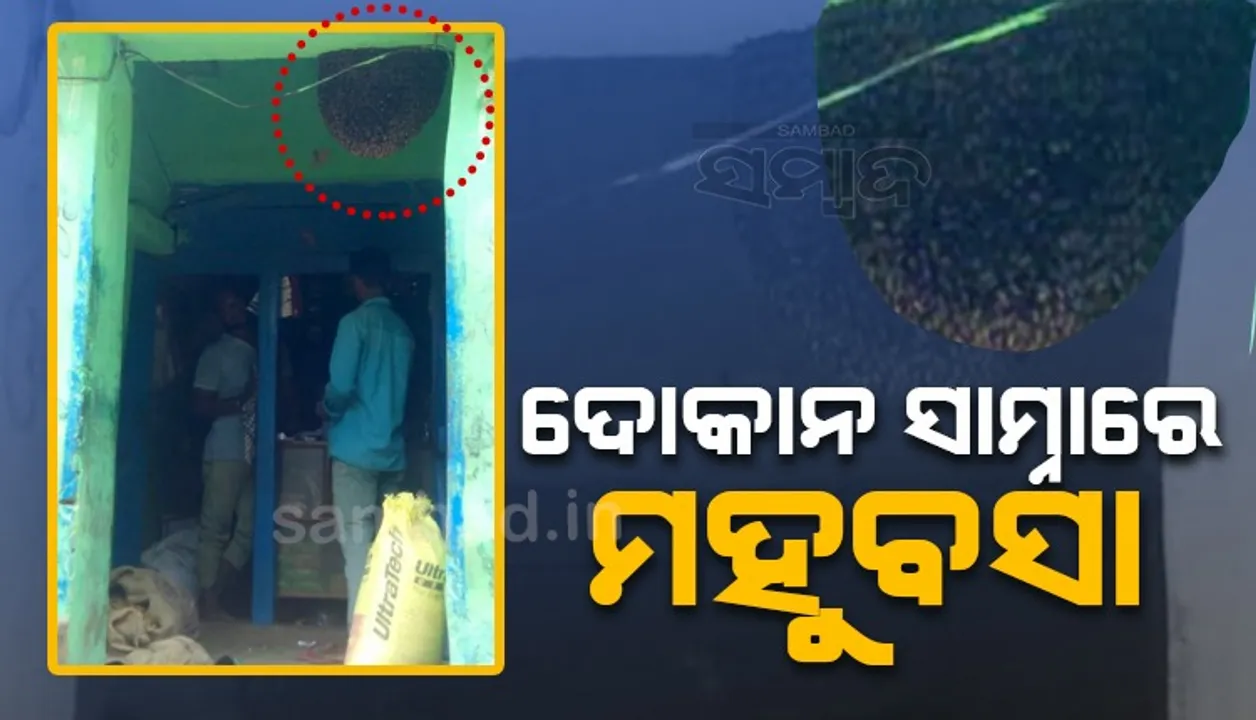  ଦୋକାନ ସମ୍ମୁଖରେ ମହୁବସା। ବିନା ଭୟରେ ଚାଲିଛି କାରବାର। (ଫଟୋ: ମହେନ୍ଦ୍ର)