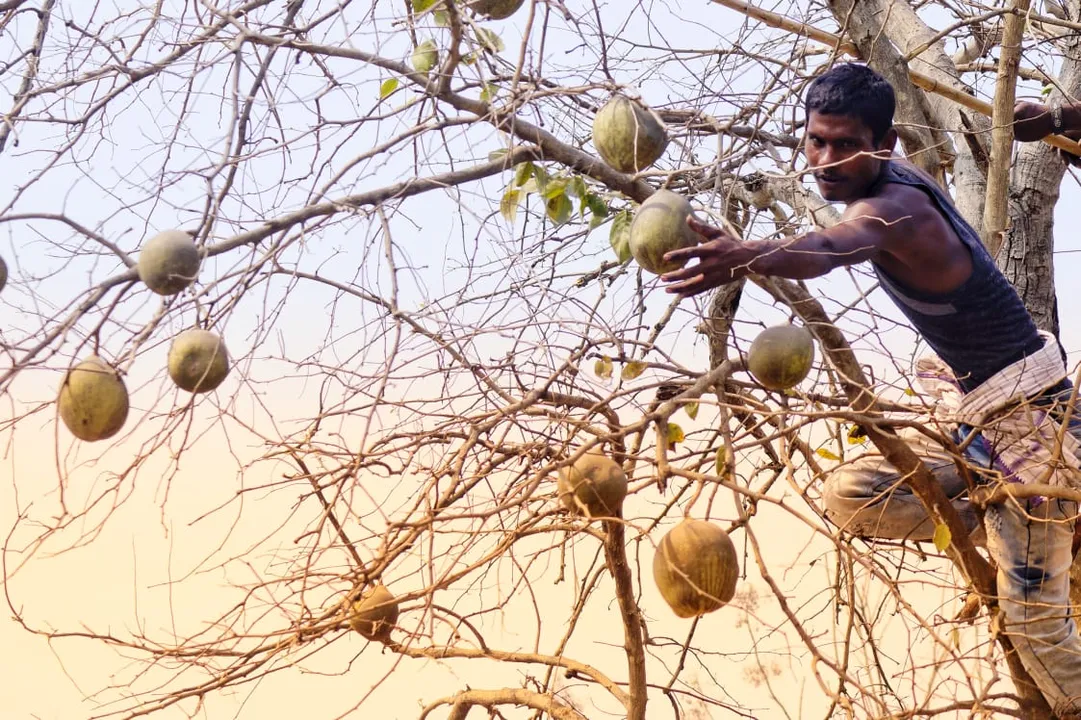  ପଣା ସଂକ୍ରାନ୍ତି ପାଇଁ ବେଲ ସଂଗ୍ରହ। (ଫଟୋ: ପ୍ରଭାତ, ବନ୍ତଳା, ଅନୁଗୁଳ)
