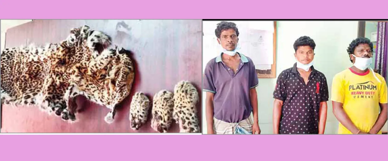  ଦେବଗଡ଼ରୁ ବାଘଛାଲ ଜବତ, ୩ ଗିରଫ