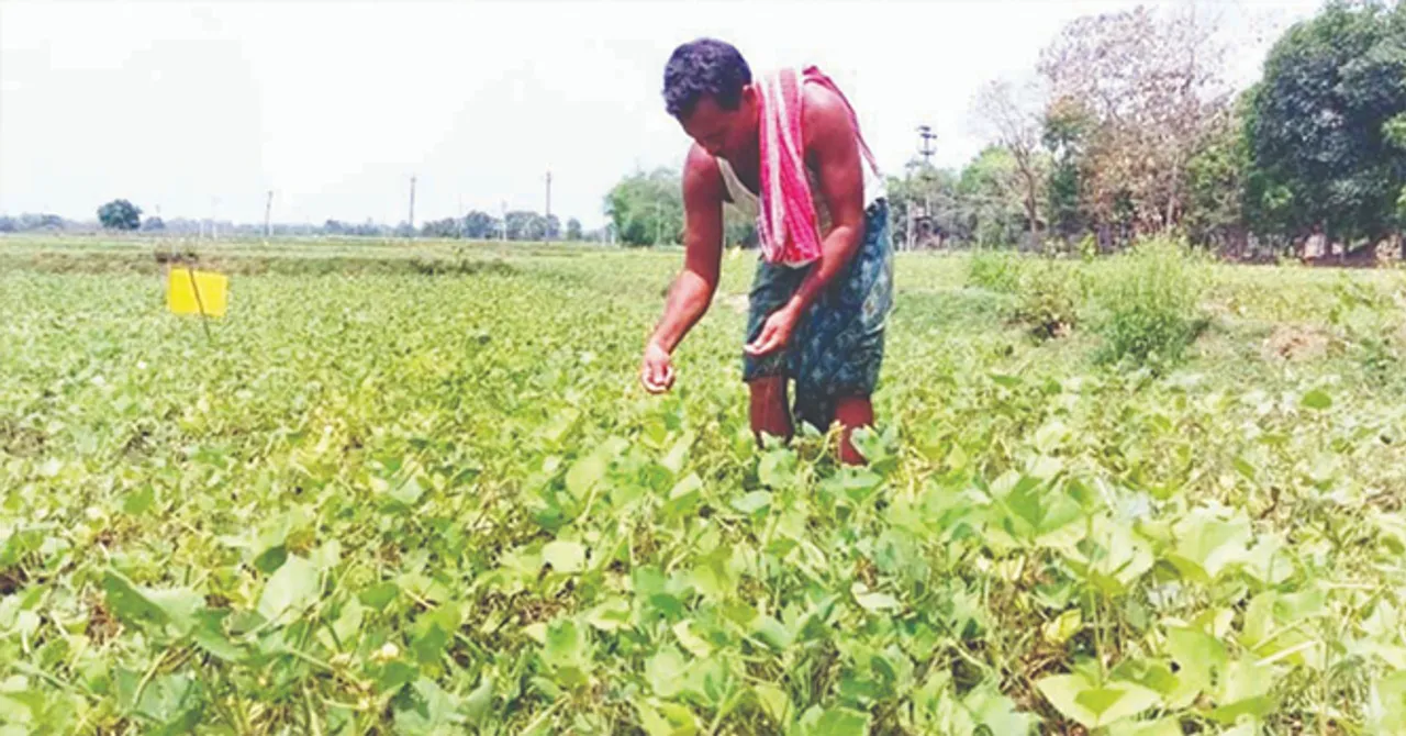  ମୁଗ ଚାଷ ଦେଖାଇଛି ରୋଜଗାର ପନ୍ଥା