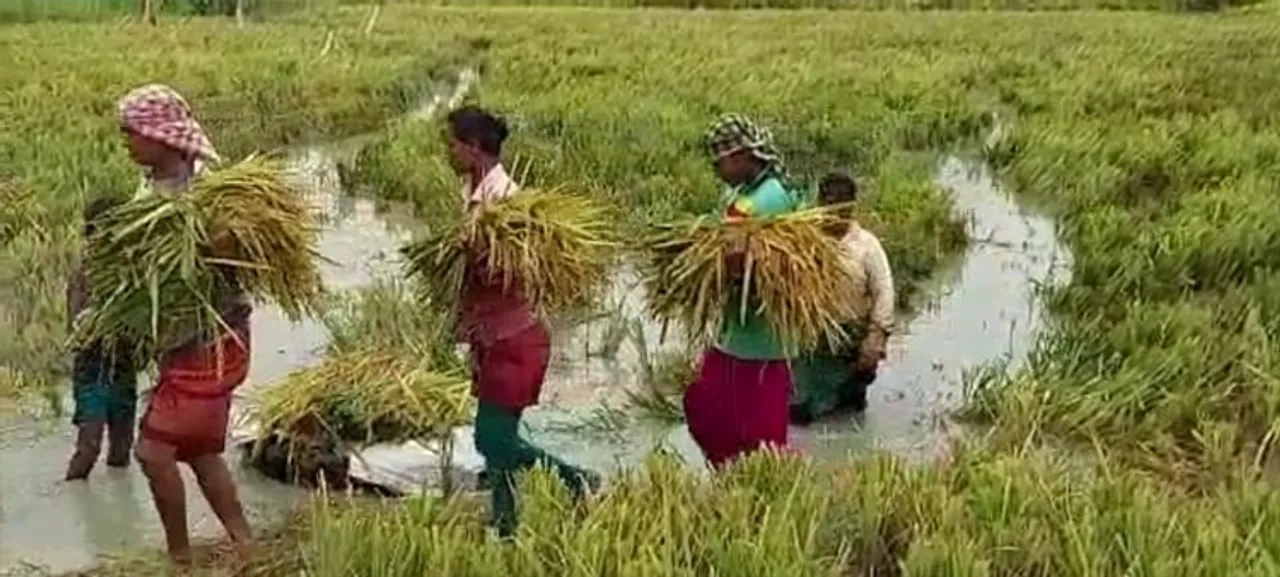  ପାୱାର ଚାନେଲ୍‌ ପାଣିରେ ବୁଡ଼ିଗଲା କ୍ଷେତ