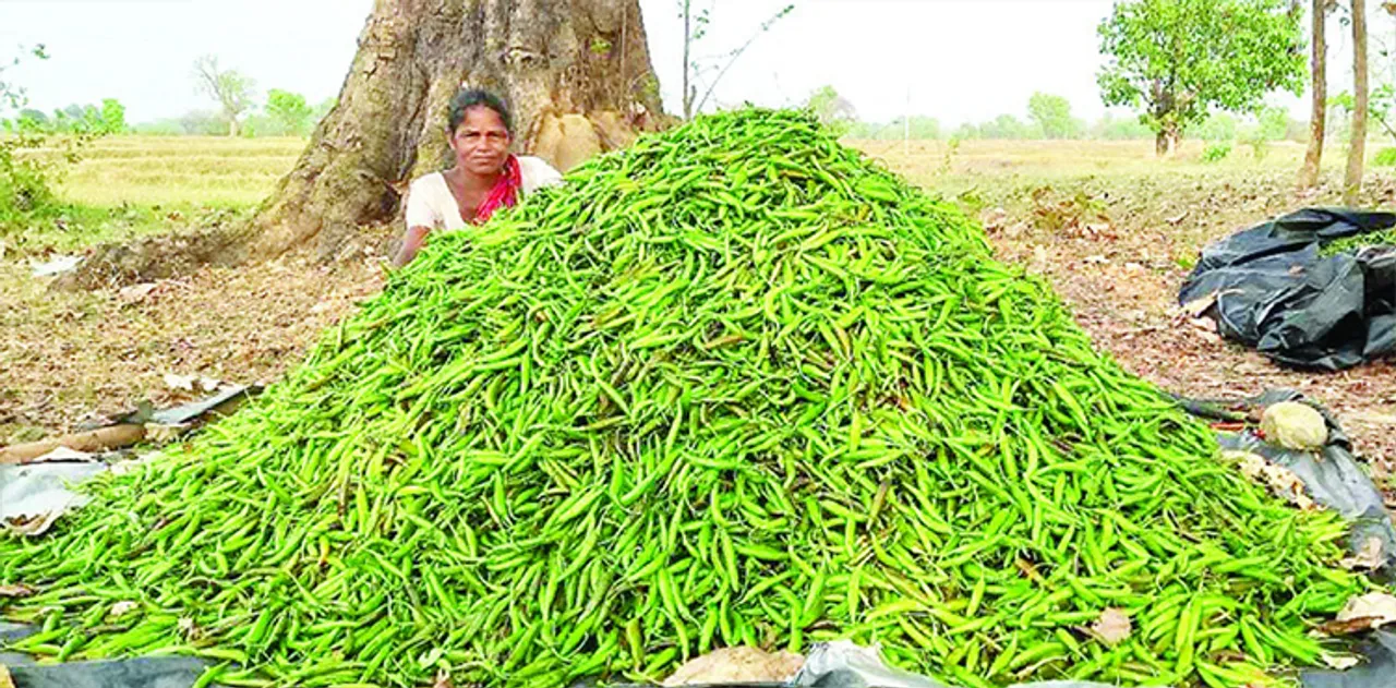  ଚର୍ଚ୍ଚାରେ ବେଲମତୀ : ଅନୁର୍ବର ଭୂଇଁରେ ଫଳାଉଛନ୍ତି ଲକ୍ଷଲକ୍ଷ ଟଙ୍କାର ଲଙ୍କା