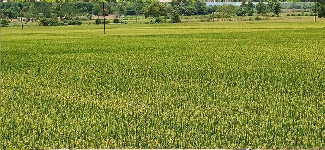  ରବି ମଣ୍ଡି: ପ୍ରଥମ ପର୍ଯ୍ୟାୟରେ ୧୦ଲକ୍ଷ ୩୭ହଜାର କୁଇଣ୍ଟାଲ ଧାନ କିଣାଯିବା ଲକ୍ଷ୍ୟ