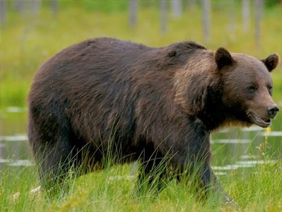  National Geographic 