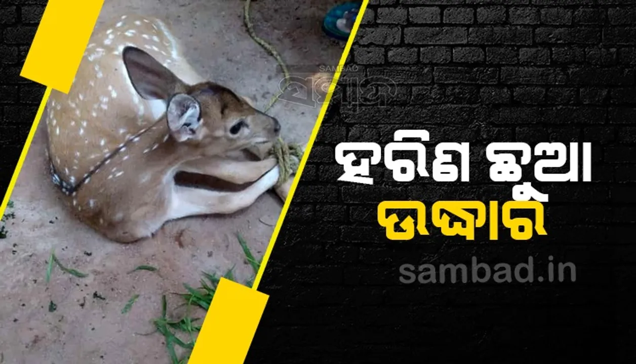  ହରିଣ ଛୁଆ ଉଦ୍ଧାର, ବନ ବିଭାଗକୁ ହସ୍ତାନ୍ତର