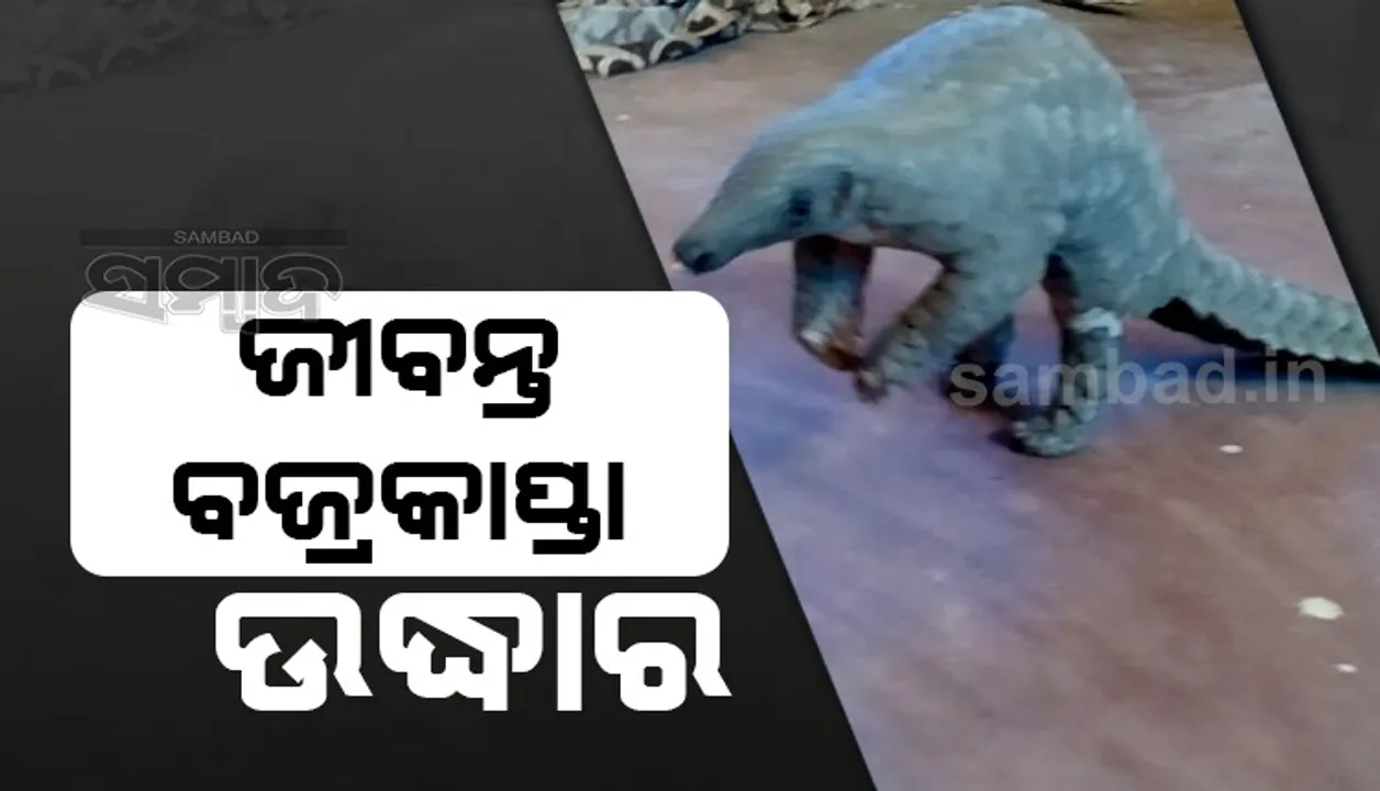  ଦୁର୍ବୃତ୍ତଙ୍କ ହାବୁଡ଼ରେ ପଡ଼ିବା ପୂର୍ବରୁ ଉଦ୍ଧାର ହେଲା ଜୀବନ୍ତ ବଜ୍ରକାପ୍ତା