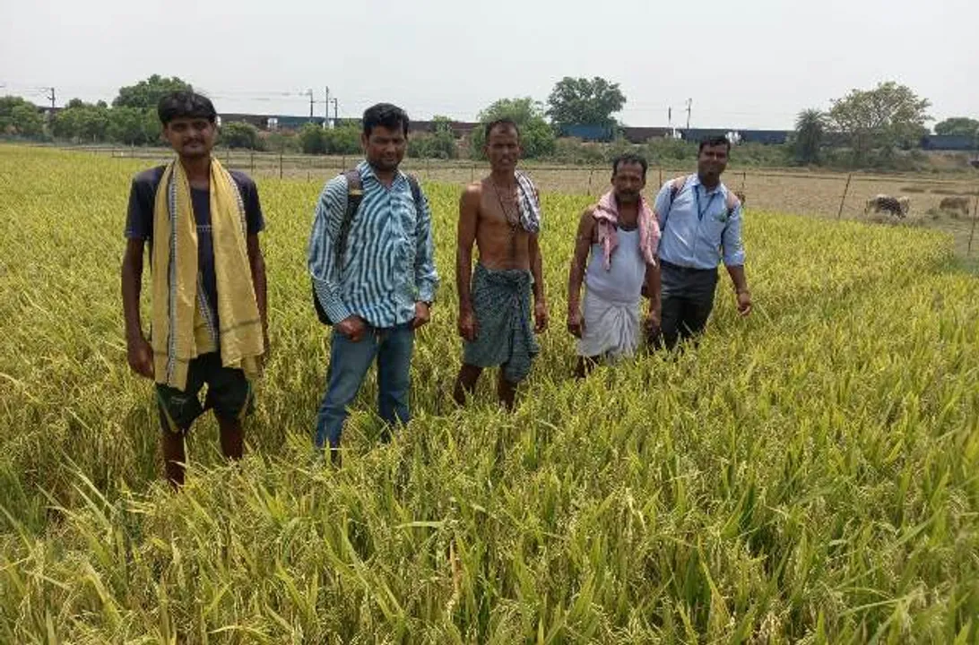  କ୍ଷେତରେ ପାଚିଲା ଧାନ, ବାତ୍ୟା ‘ଆସାନି’କୁ ନେଇ ଆଶଙ୍କାରେ ଚାଷୀ