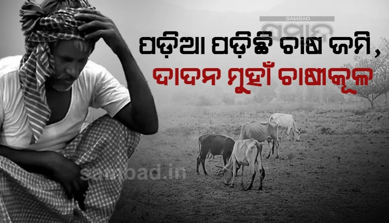  ରାୟଗଡ଼ାରେ ୨୬୯ ଜଳସେଚନ ପ୍ରକଳ୍ପ ଅଚଳ: ଦେଢ଼ ଲକ୍ଷ ହେକ୍ଟର ଜମି ପଡ଼ିଆ, ଦାଦନ ମୁହାଁ ଚାଷୀକୂଳ