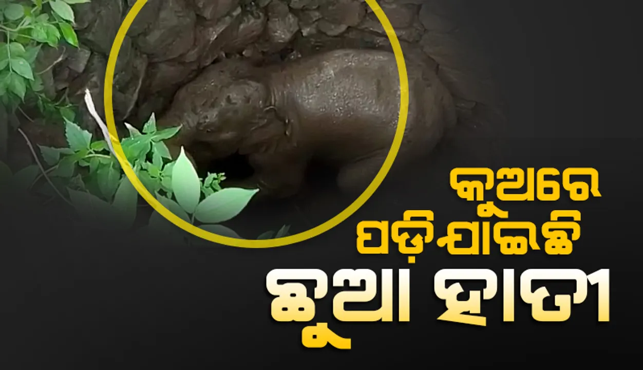  କୂଅ ଭିତରେ ପଡ଼ିଯାଇଛି ଛୁଆ ହାତୀ, ବାହାର କରିବା ପାଇଁ ବନ କର୍ମଚାରୀମାନଙ୍କ ଉଦ୍ୟମ ଜାରି