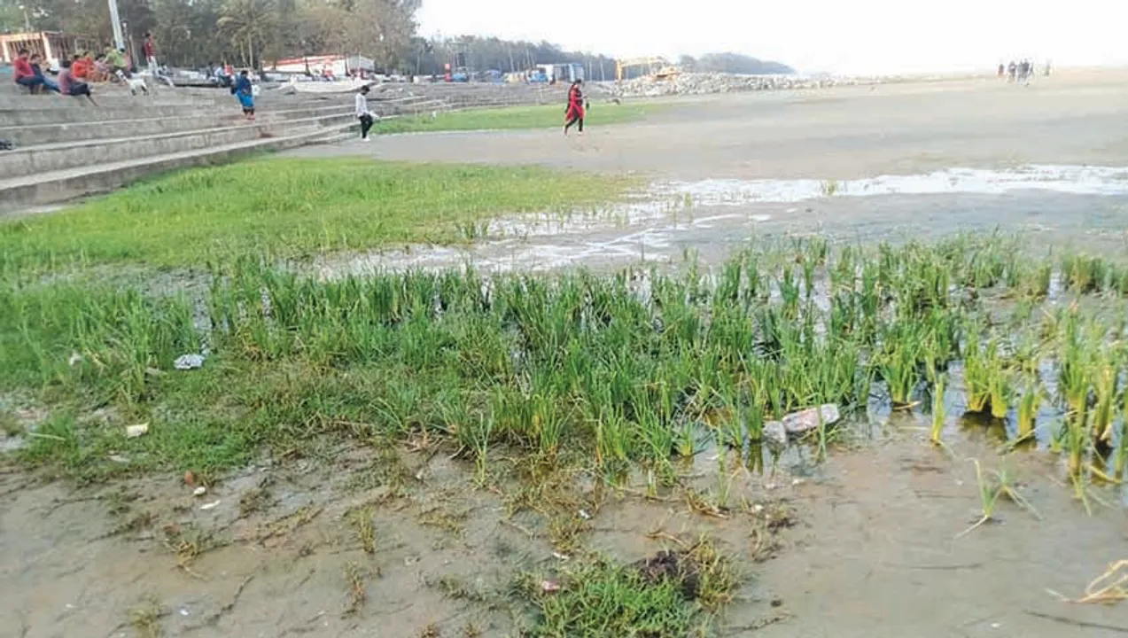  ଜଳବାୟୁ ପରିବର୍ତ୍ତନର ପ୍ରଭାବ: ବେଳାଭୂମିରୁ ଘୁଞ୍ଚିଗଲାଣି ସମୁଦ୍ର, ଘାସରେ ଆଚ୍ଛାଦିତ ଚାନ୍ଦିପୁର ବେଳାଭୂମି